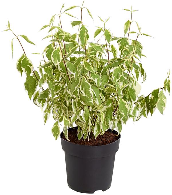 Weißbunter Hartriegel 'Argenteomarginata'