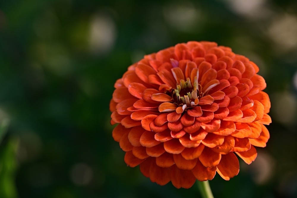 Sachet de graines de zinnia a fleur de dahlia varié - sachet de 2 grammes - petite entreprise française - made in france