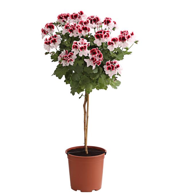 Edelgeranie, Stämmchen