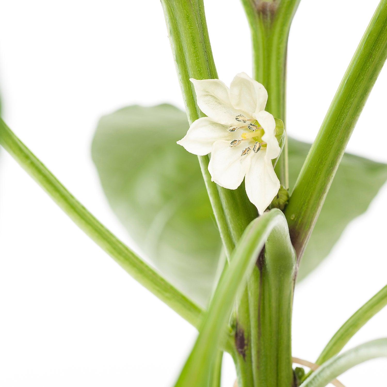 Paprika Rood (Capsicum annuum)