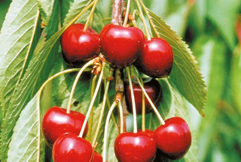 Prunus avium 'Lapins' Søtkirsebær 'Lapins' Colt Høyde 150-200 cm