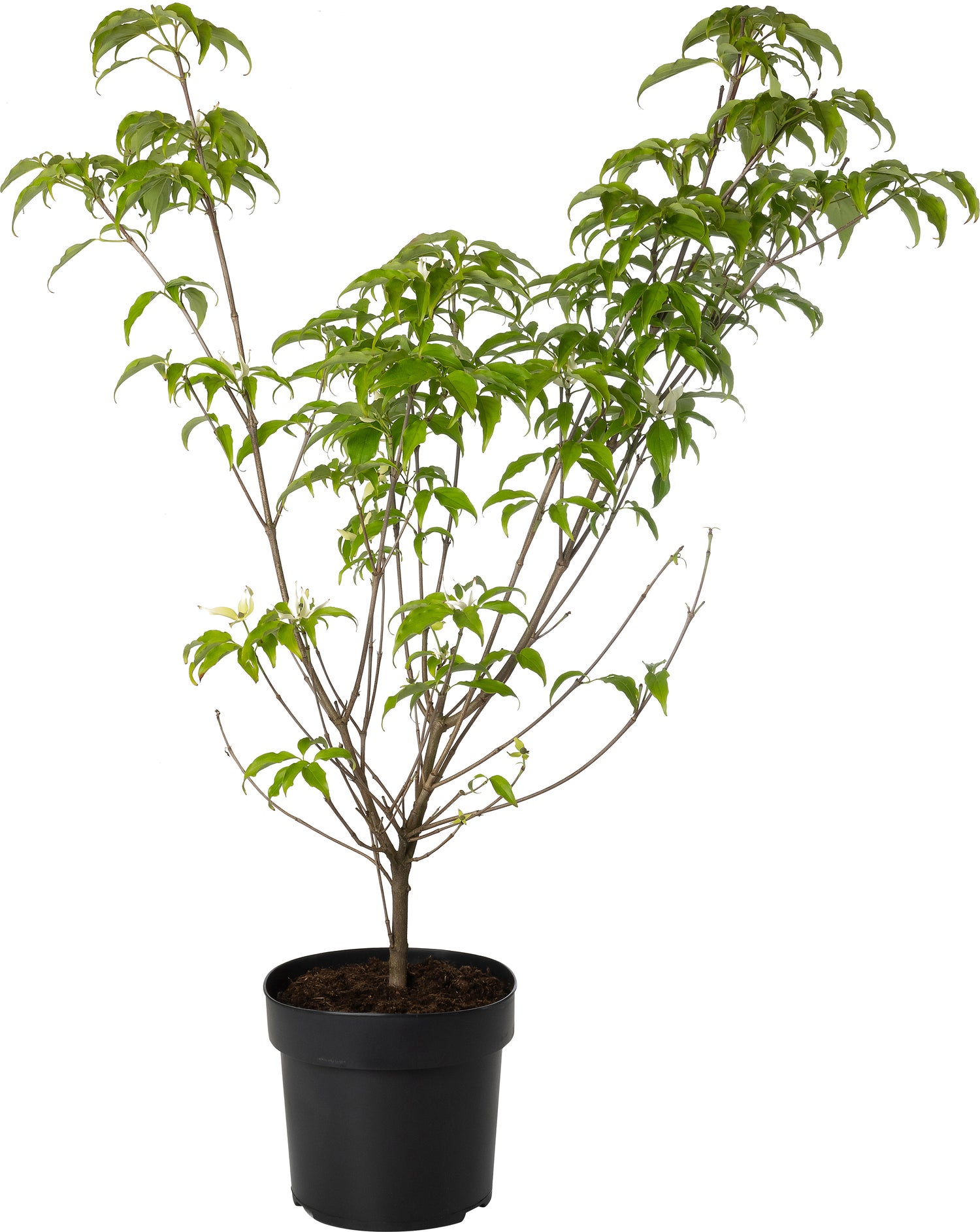 Japanse Kornoelje (Cornus kousa 'China Girl') D 24 H 100 cm