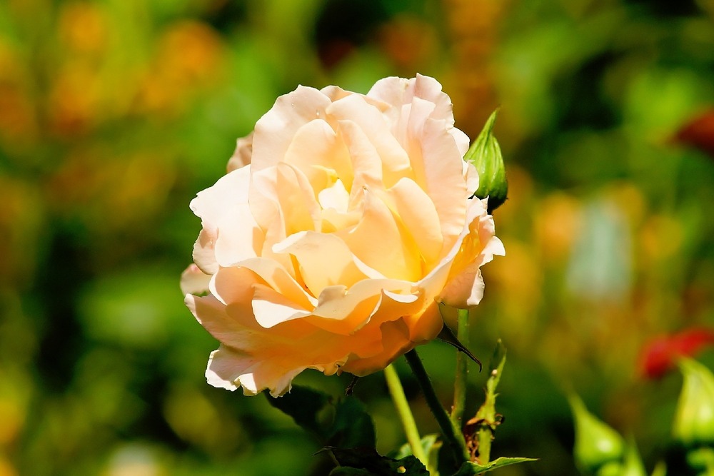 Mélange de roses trémières - 100 graines - avec substrat - alcea rosea