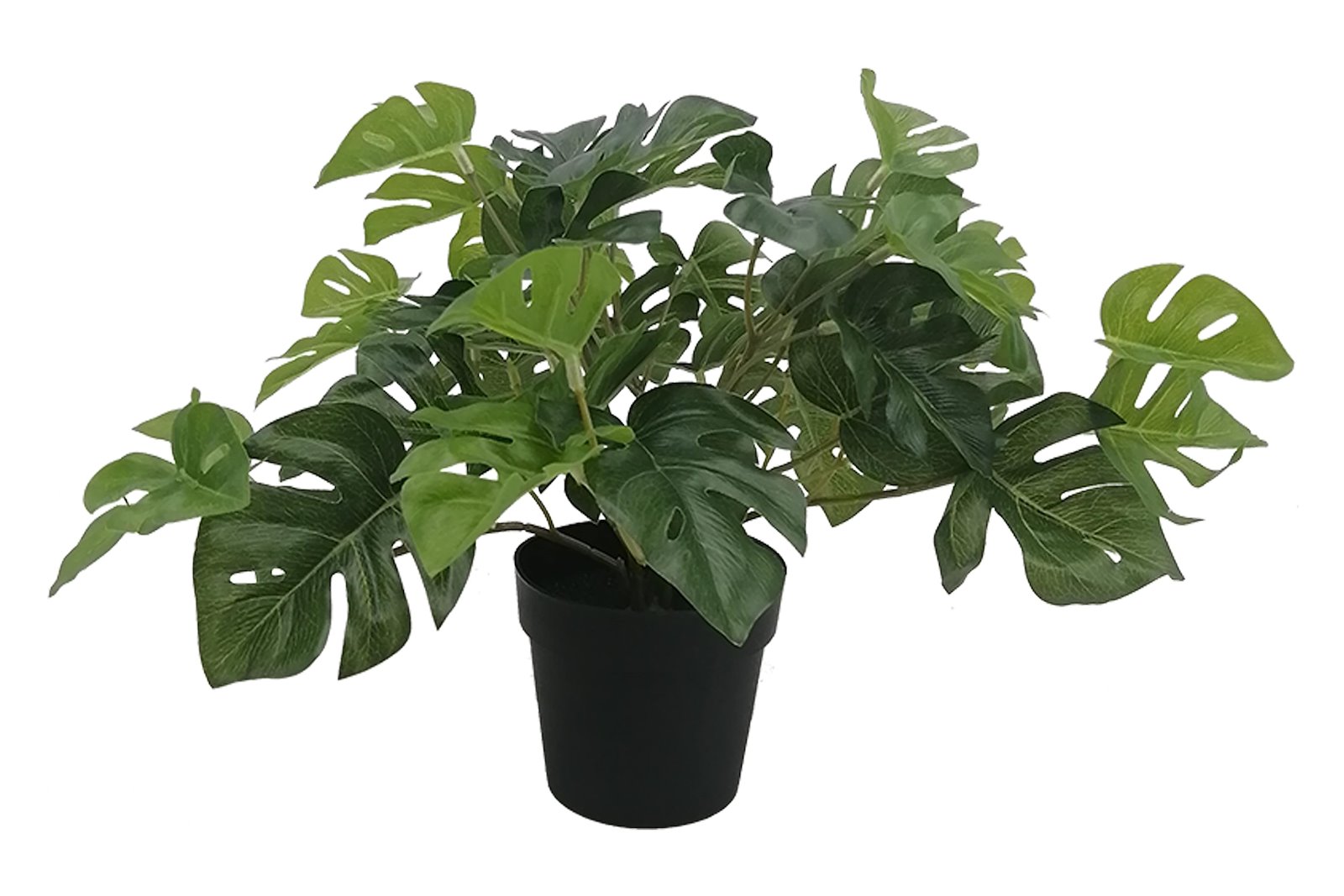 Monstera potteplante Grønn H25 cm