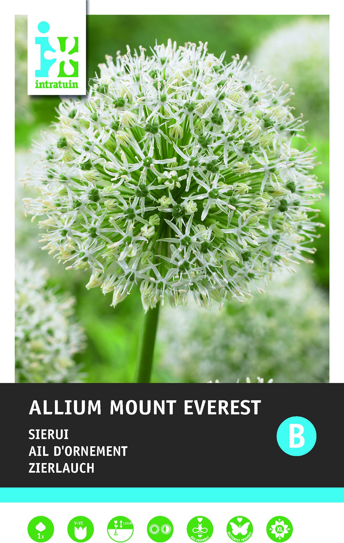Intratuin bloembollen Sierui (Allium 'Mount Everest')