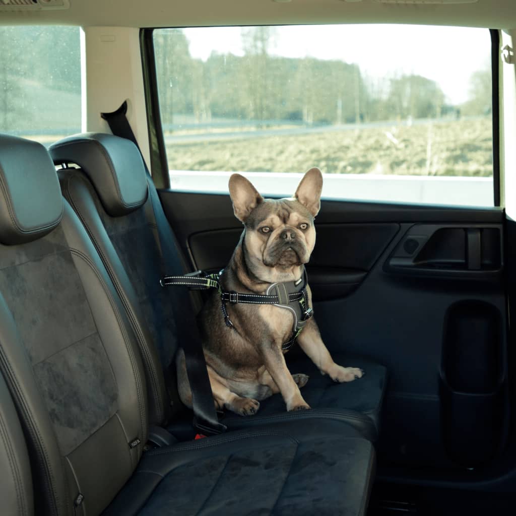 Arnês para carro para animais de estimação