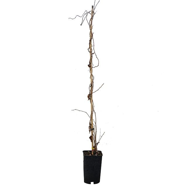 Kiwaï femelle 'ananasnaya' - actinidia arguta 3l