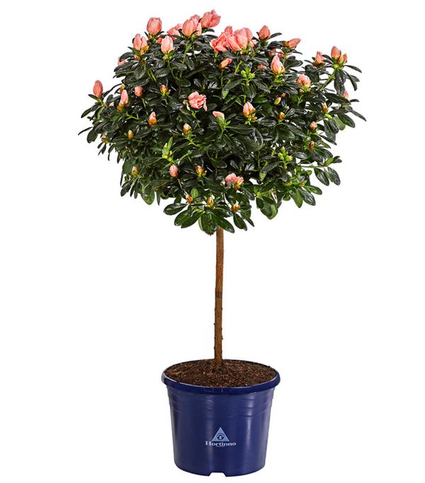 Zimmerazalee - Rhododendron simsii