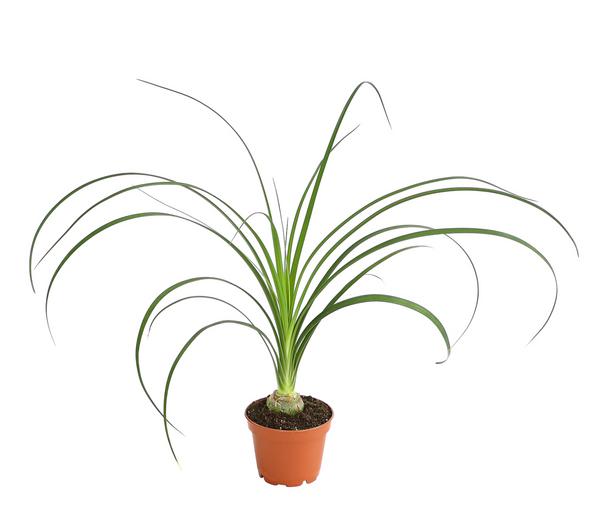Elefantenfuß - Nolina recurvata
