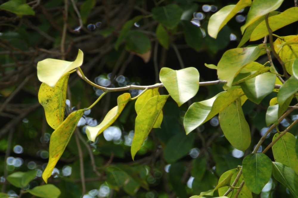 Figuier des banians - 20 graines - ficus benghalensis