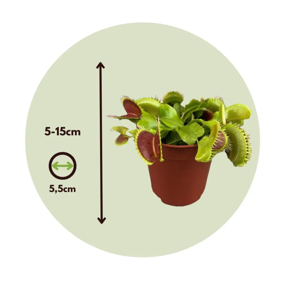 Venus vliegenvanger - Set van 3 - Dionaea muscipula - Hoogte 5-15cm - ⌀5,5cm