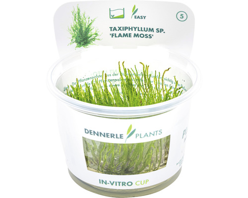 Vlammos - Taxiphyllum spec. Vlammos in vitro
