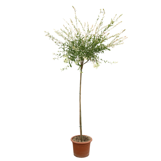 Salix integra 'hakuro nishiki': h.120cm pot 15L