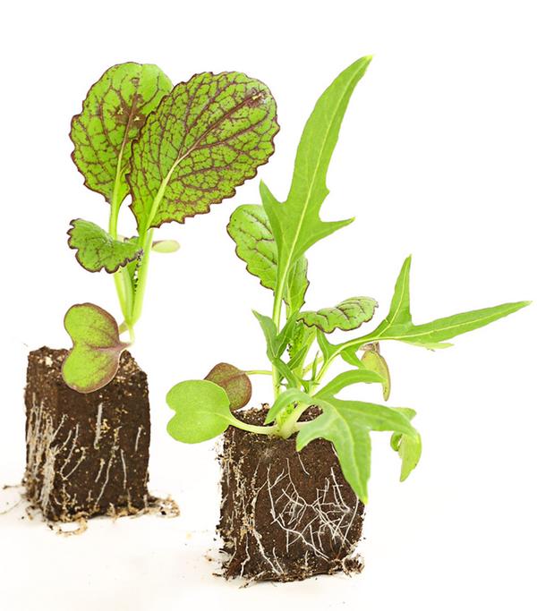 Salatmischung Asia-Leaf, 20er Schale
