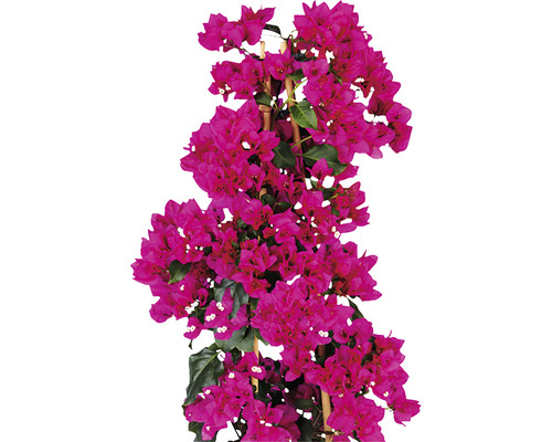 Bougainvillea 'Sanderiana' Pyramid, FloraSelf, totale hoogte ca. 100 cm, diameter 23 cm, paarse pot