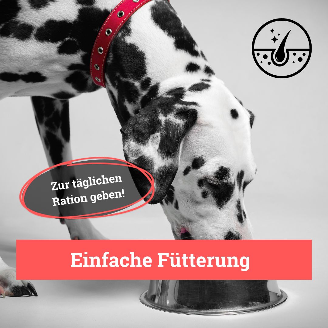 BeG Buddy Haut & Fell Express für Hunde