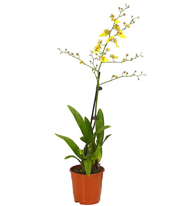Zahnzungen-Orchidee - Odontoglossum-Hybriden,