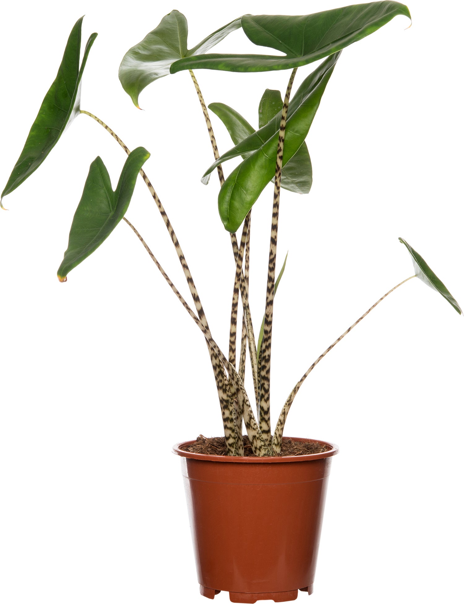 Olifantsoor (Alocasia zebrina) D 14 H 45 cm
