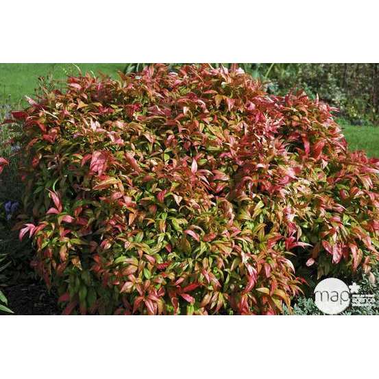 Nandina domestica ' Fire Power ' : H 30/40 cm ctr 3 litres
