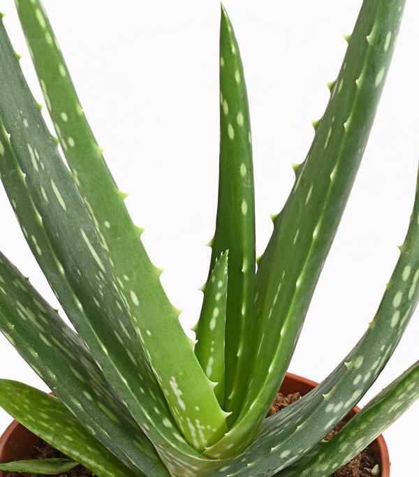 Echte Aloe - Aloe vera