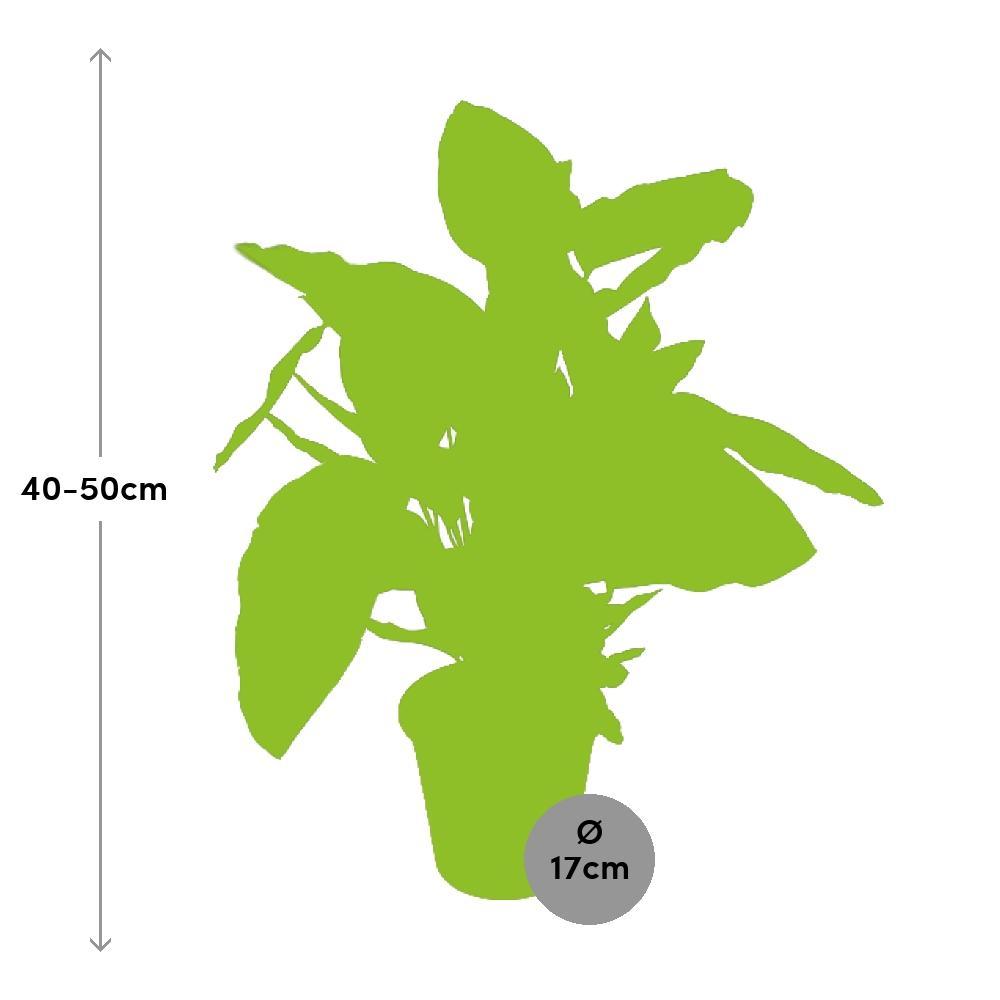 Plante d'intérieur - calathea ornata 50.0cm