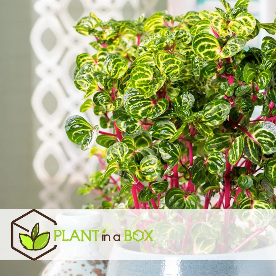 Biefstukplant - Iresine herbstii - Hoogte 20-30cm - ⌀13cm