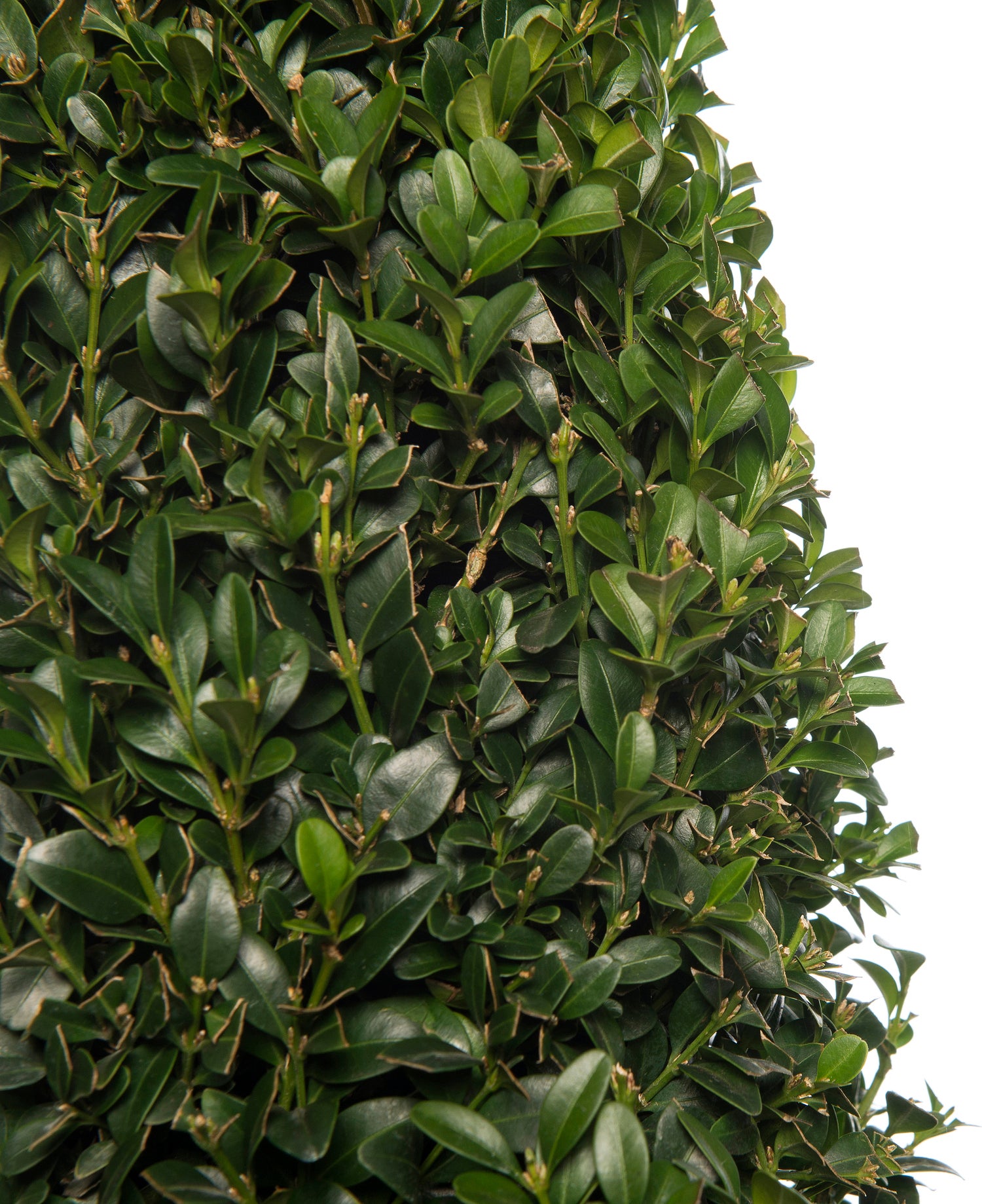 Buxus kegelvorm (Buxus sempervirens) D 21 H 80 cm