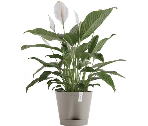 Ecopots Kunststoff-Topf Venice 2, rund