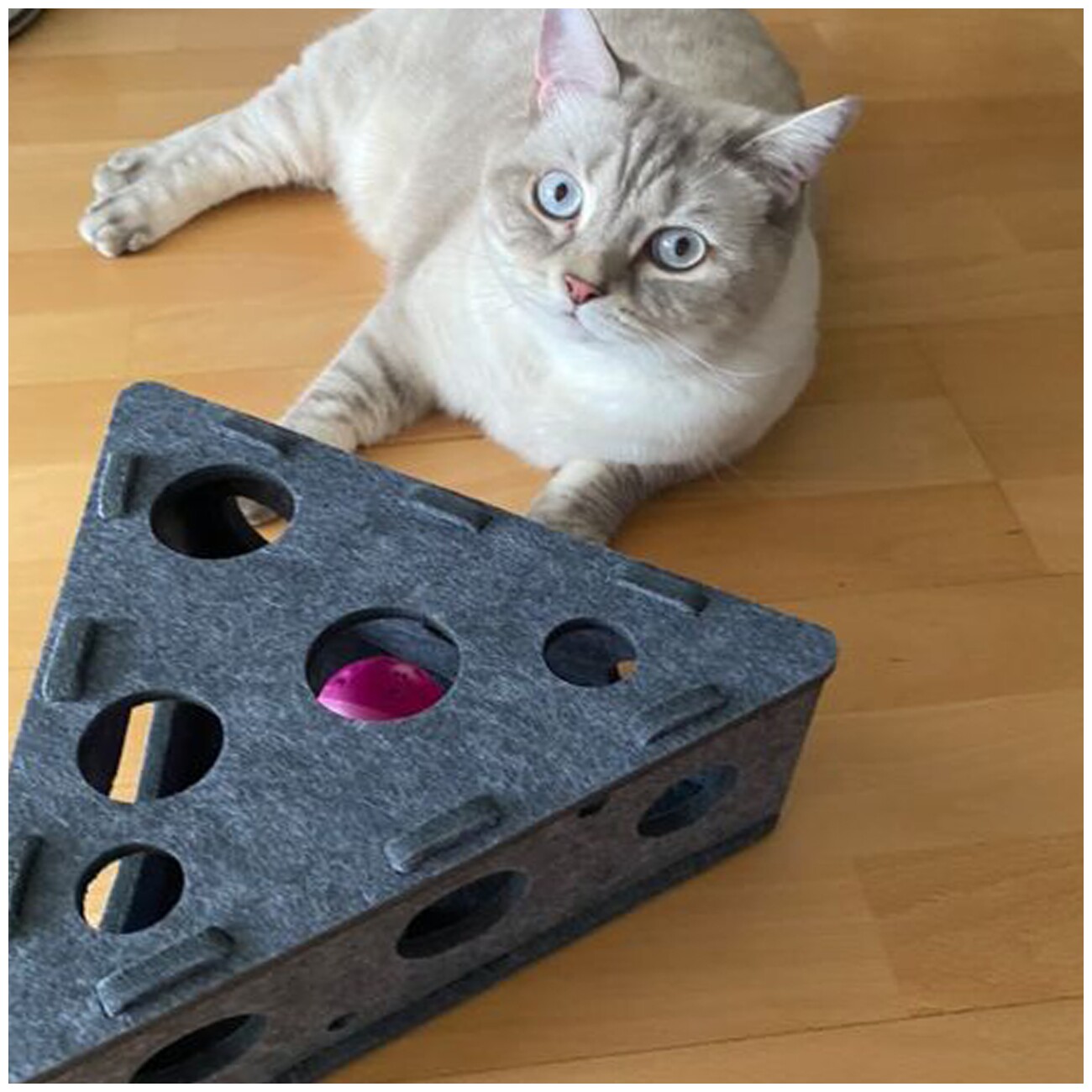 Canadian Cat Company Intelligenzspielzeug Käsekästchen