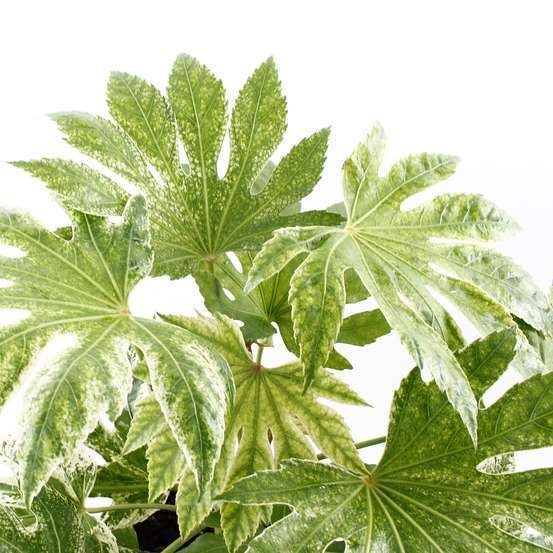Fatsia japonica 'Spiders Web':conteneur 4 litres