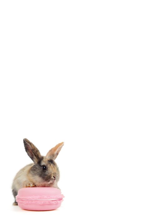Studio Pets | Liefdeskaart | Konijn