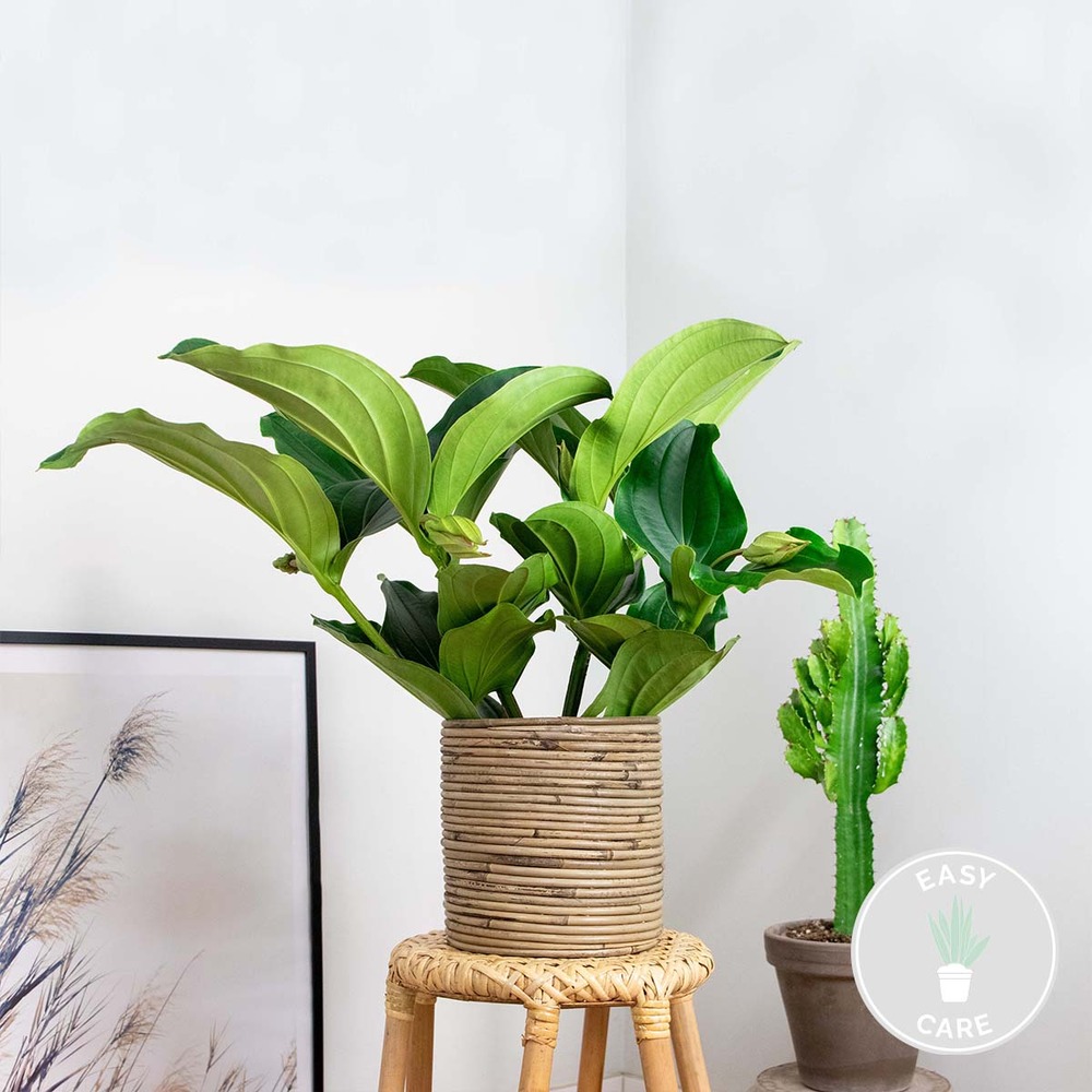 Medinilla magnefica – fleur en spray – plante d'intérieur – facile d'entretien – ⌀17 cm - ↕50-60 cm