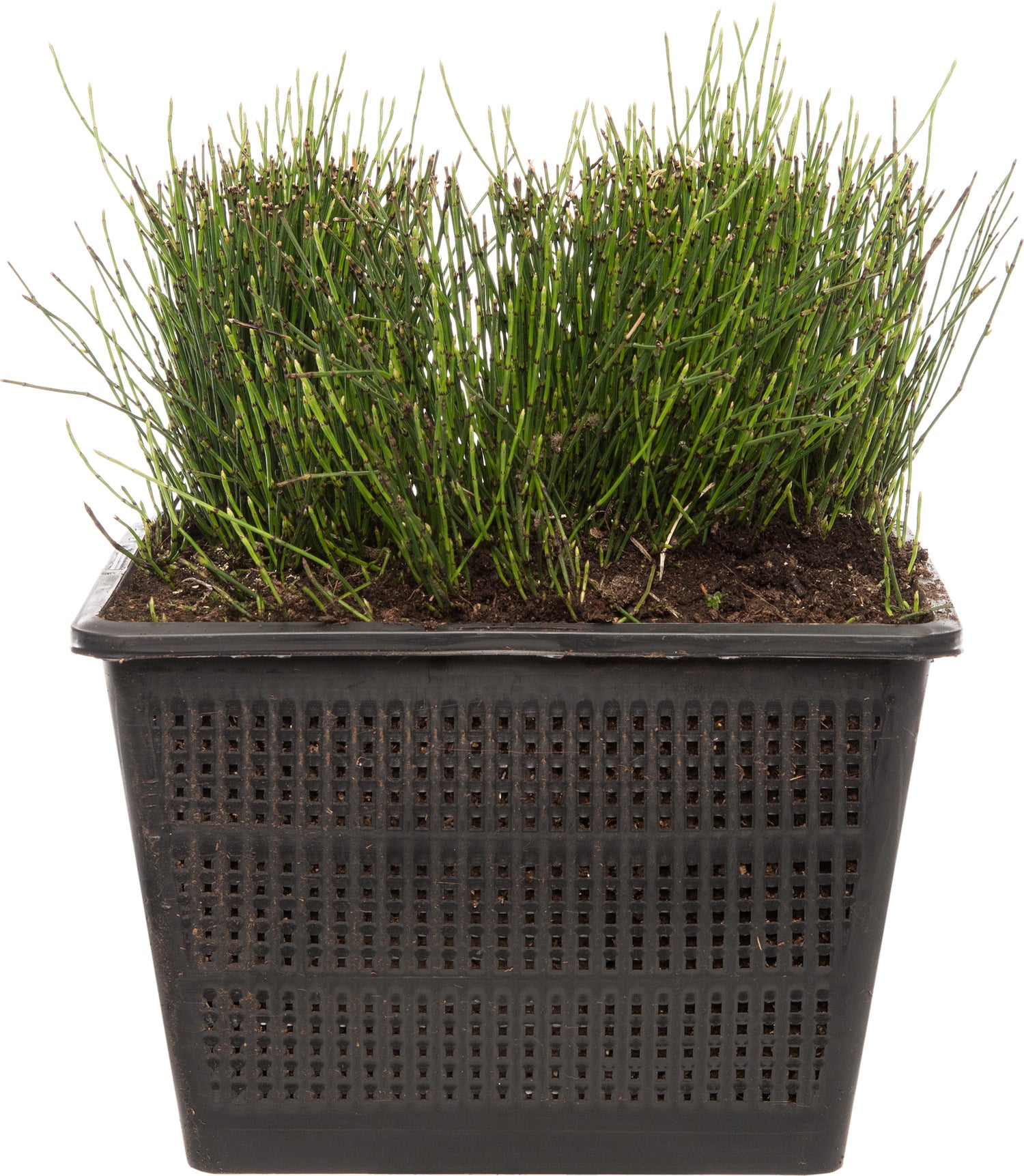 Japanse holpijp (Equisetum scirpoides) D 18 H 30 cm