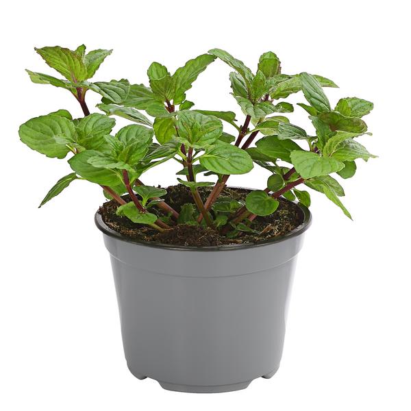 Dehner Gourmet Garten Pfefferminze