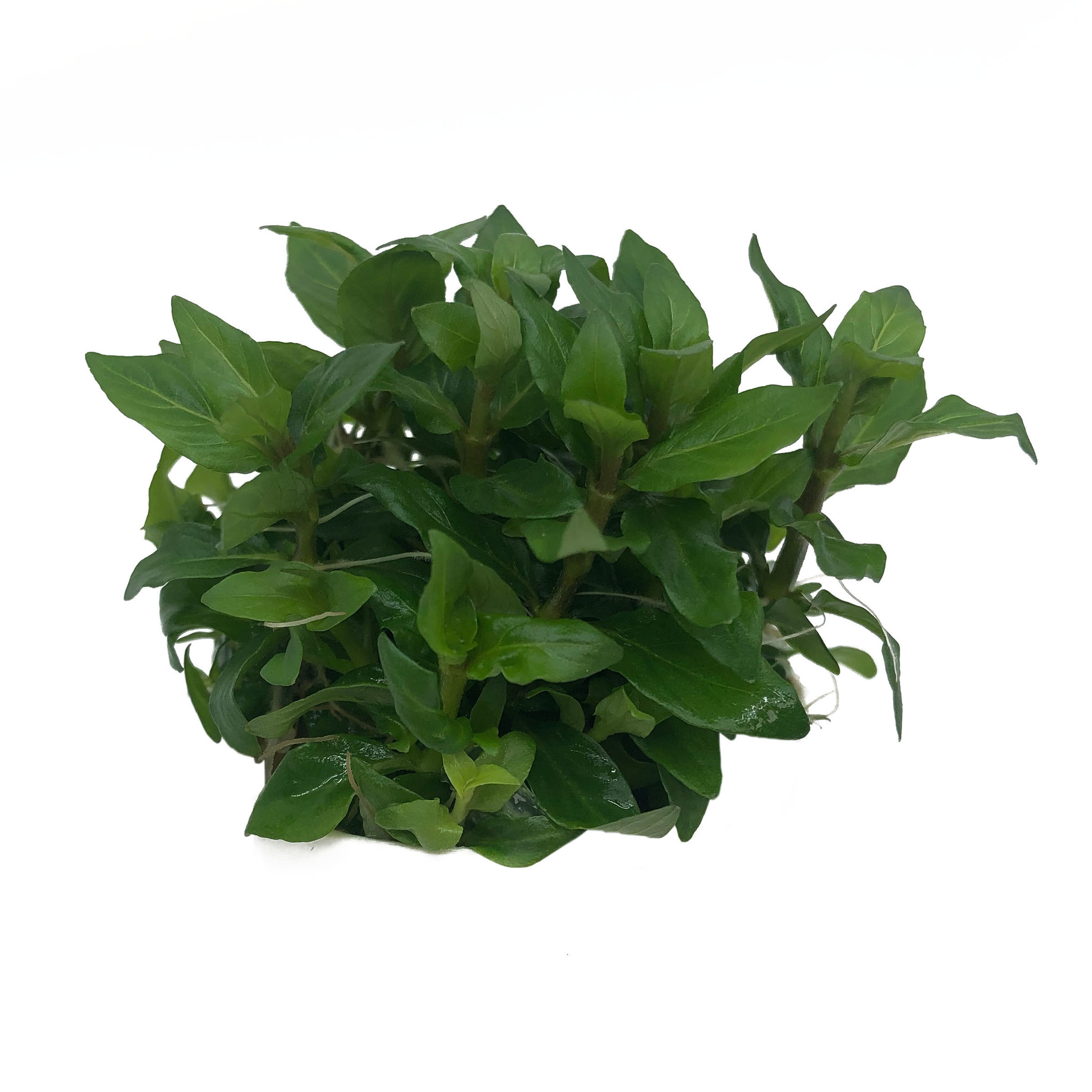 Waterplant Staurogyne Repens in-vitro | Aquariumplant