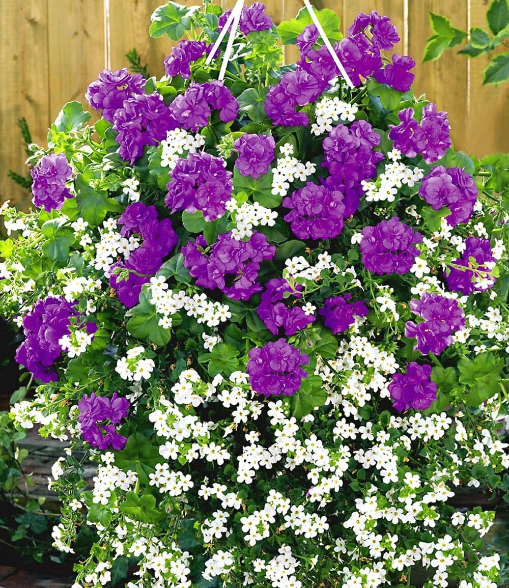 Geranie 'Blue Sybil®' PAC®+Weiße Bacopa 'Big Baja'
