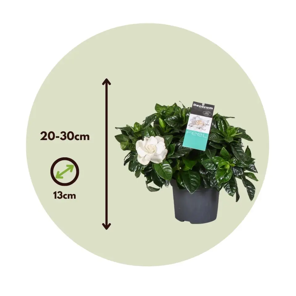 Kaapse jasmijn - Set van 2 - Gardenia jasminoides - Hoogte 20-30cm - ⌀13cm