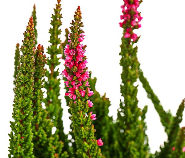 Knospenheide 'Skyline®'