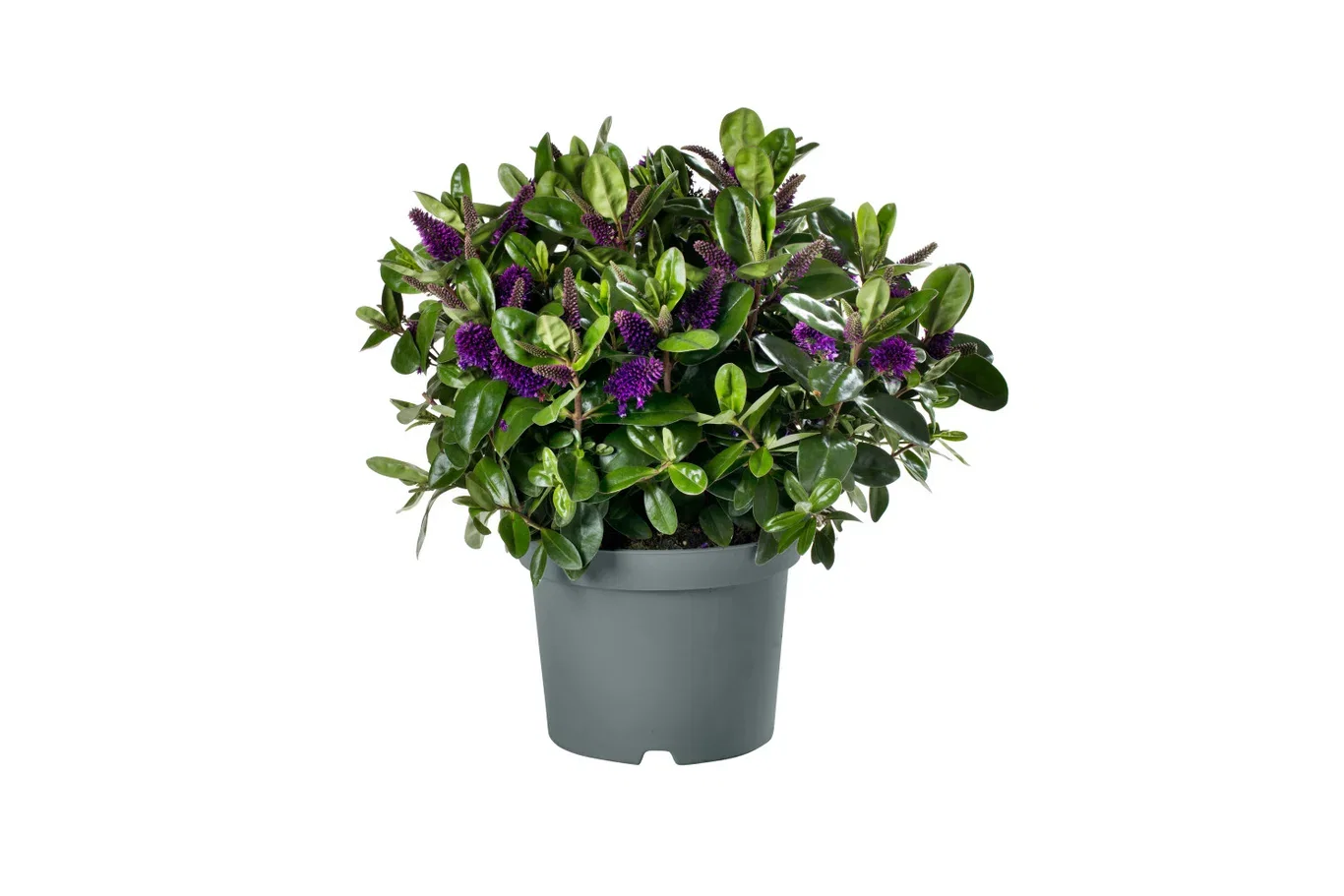 Hebe × andersonii Purple 17 cm Hebe Andersonii Plante Ø17 cm