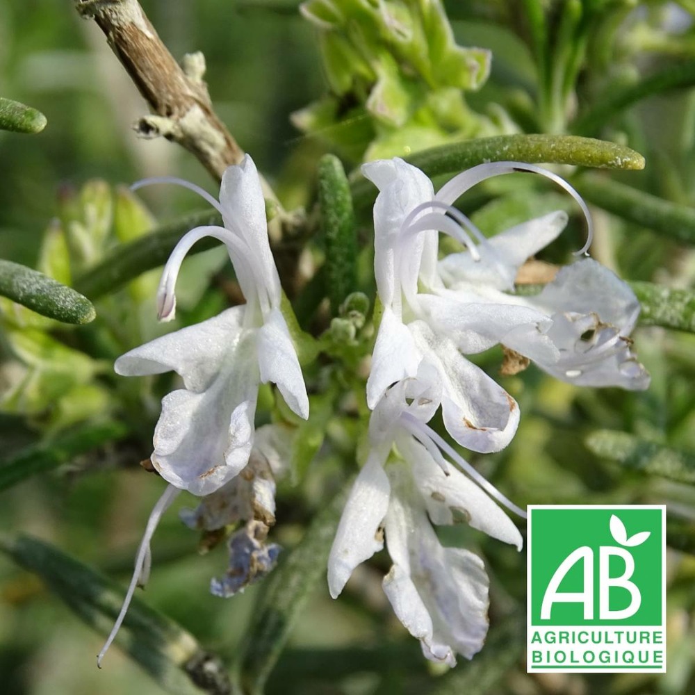 Romarin officinalis barbecue bio/rosmarinus officinalis barbecue[-]godet
