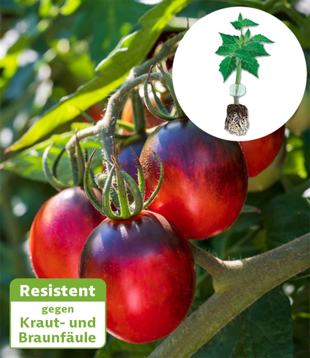 Kollektion Tomaten-Raritäten