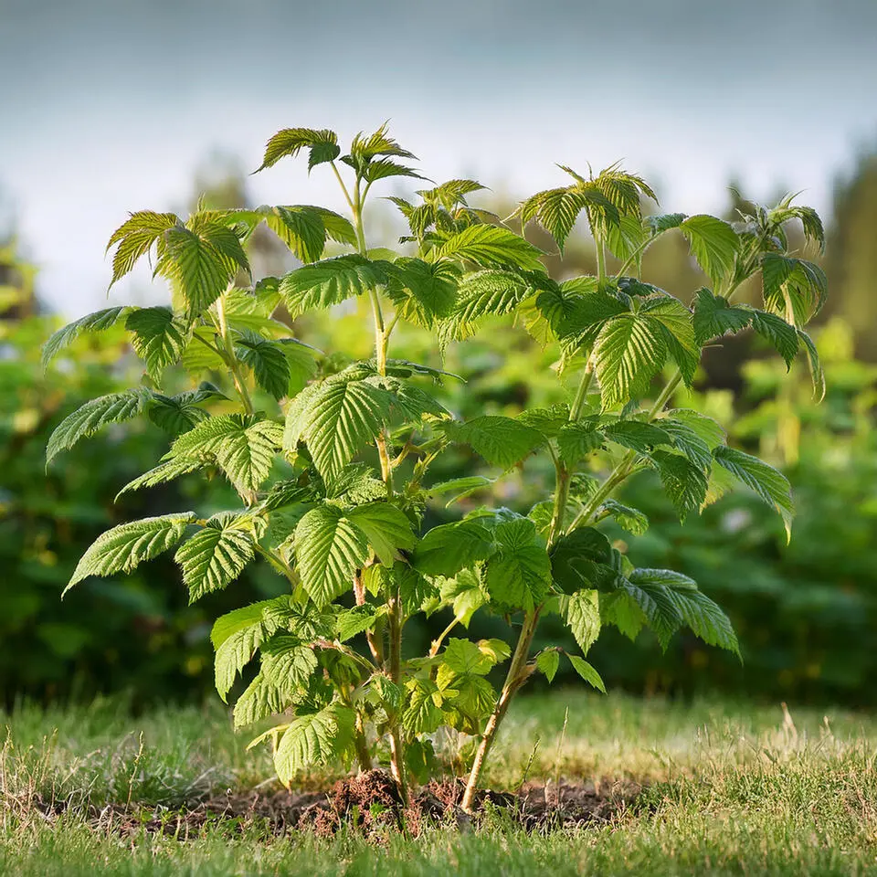Frambozenplant - Set van 2 - Rubus 'Malling Promise' - Hoogte 50-60cm - ⌀15cm