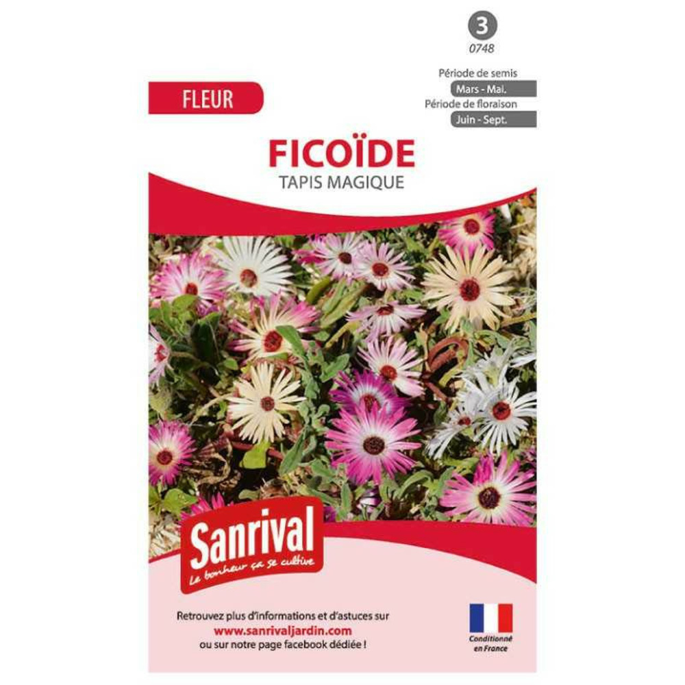 Graines de ficoide