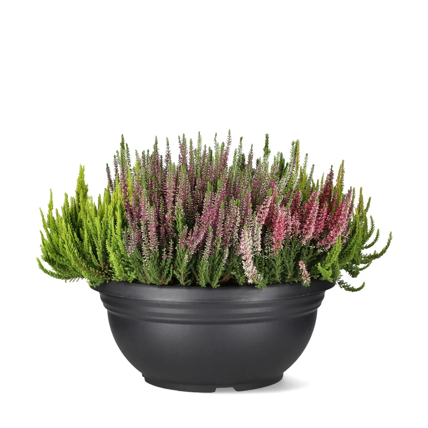 Calluna vulgaris (Beauty Ladies Series) 'Mosaica' Røsslyng BEAUTY LADIES 'Mosaica' Ø45 cm