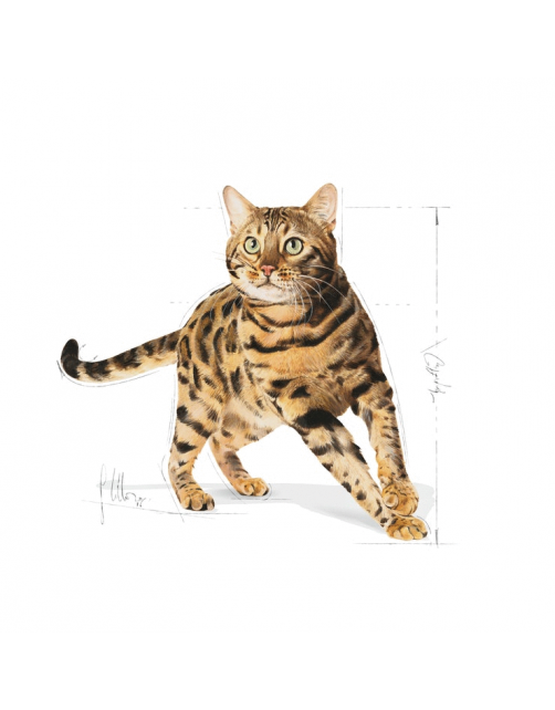 Royal Canin Bengal Adult - Kattenvoer