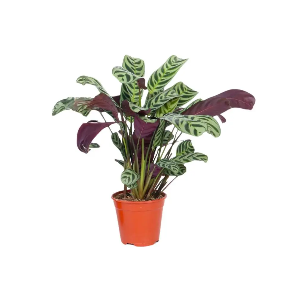 Gebedsplant - Ctenanthe 'burle-marxii' - Hoogte 25-40cm - ⌀12cm