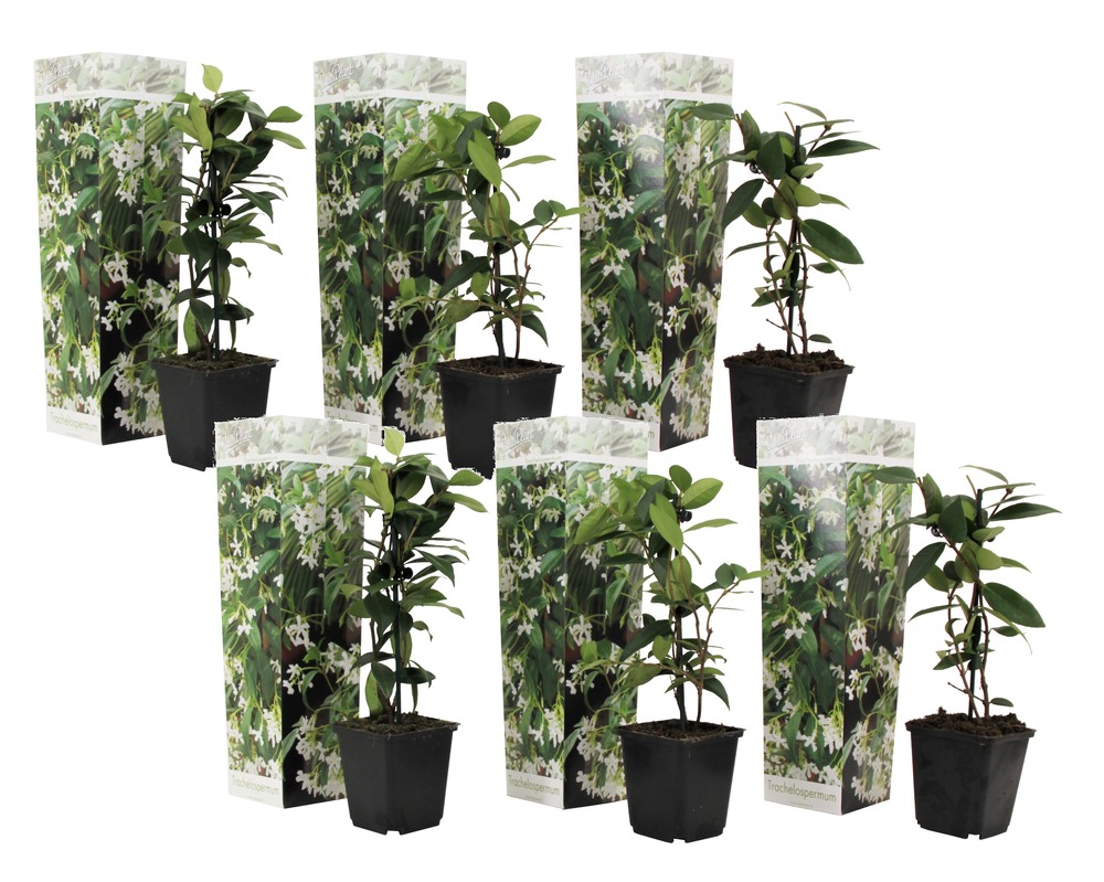 Jasmin toscan - set de 6 - plantes de jardin - blanc - pot 9cm - hauteur 25-40cm