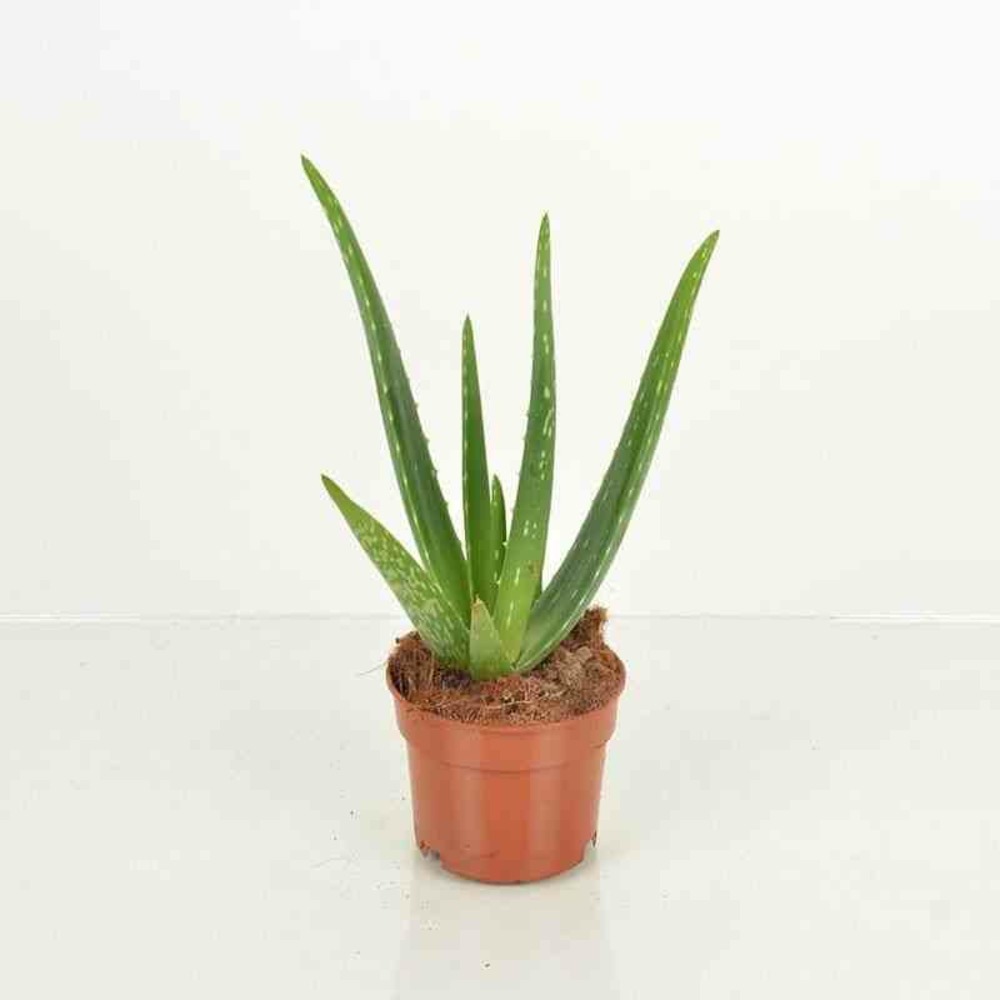 Aloe vera (syn. A. Barbadensis) taille pot de 70l - 80/100cm