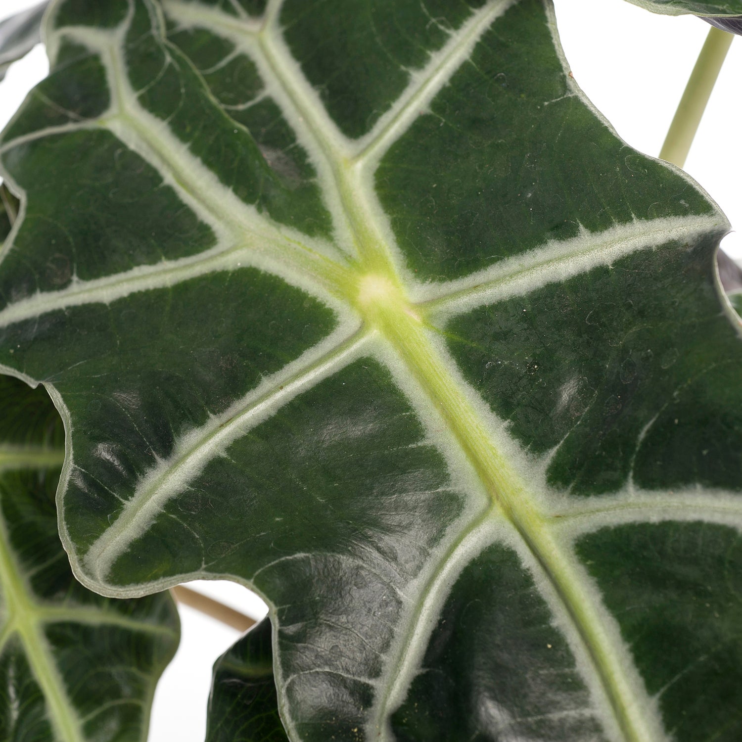 Skeletplant (Alocasia 'Polly') D 17 H 55 cm