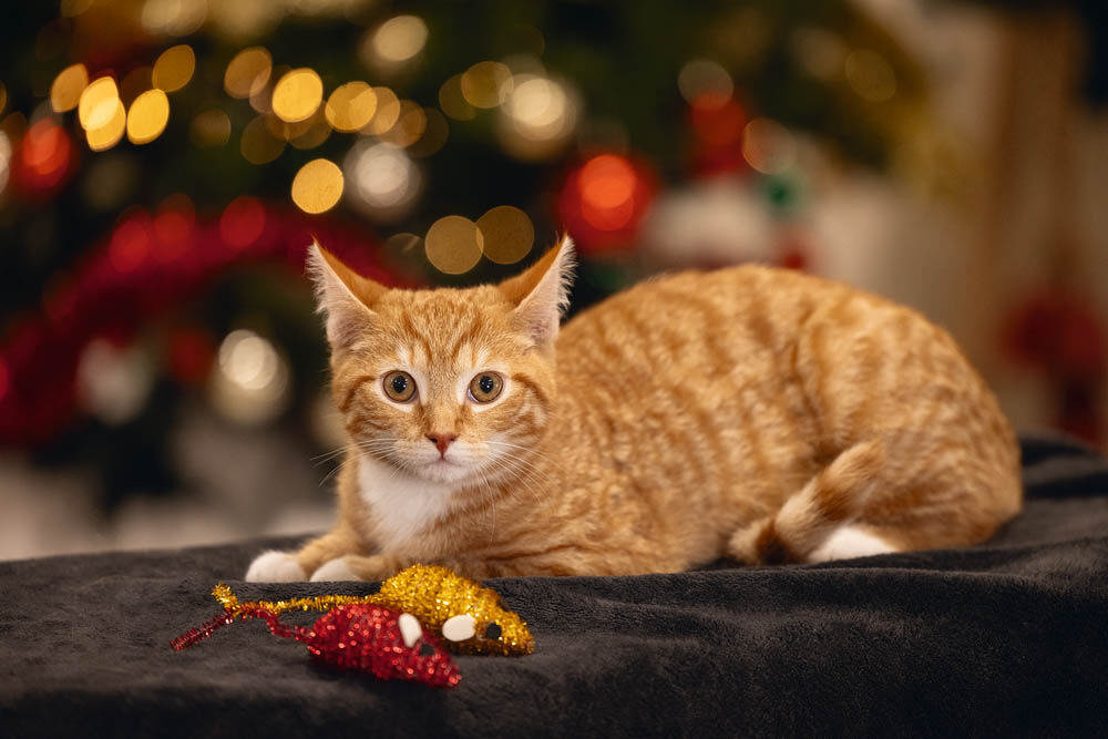 Beeztees Muizen - Kerst kattenspeeltje - Multi